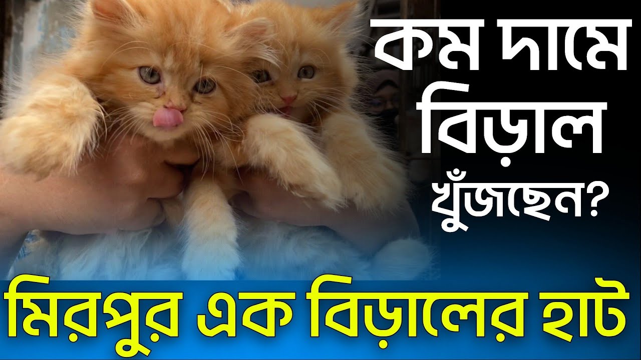 কম দামি বিড়াল | মিরপুর বিড়ালের হাট | ভিডিওটি @DewanPets  থেকে নেওয়া হয়েছে। Persian cat price
