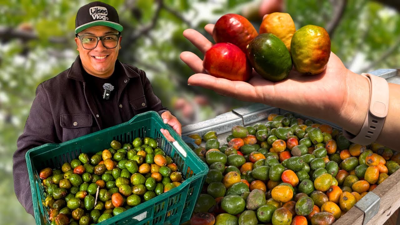 TEMPORADA DE JOCOTE DE CORONA EN LE SALVADOR CULTIVO EN SONSONATE 