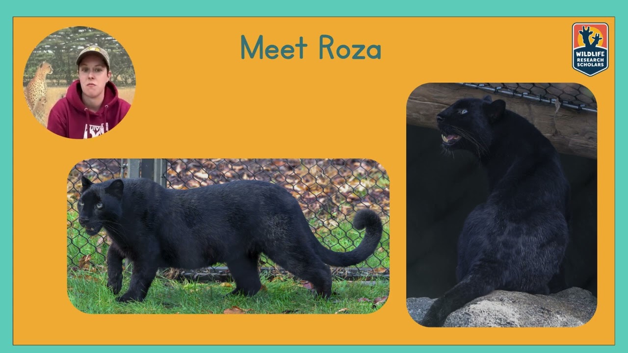 Nashville Zoo Amur Leopard Keeper Talk