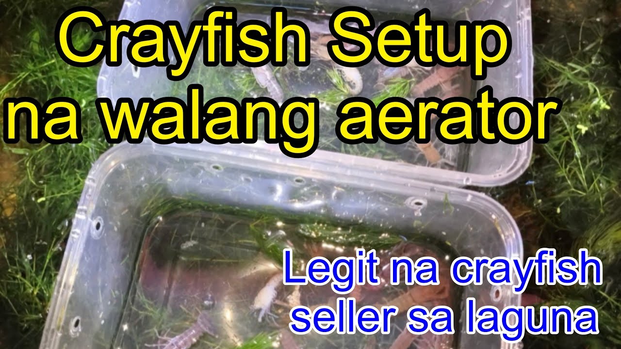 crayfish setup na walang gamit na aerator || Legit na seller ng crayfish sa Laguna ating nakilala