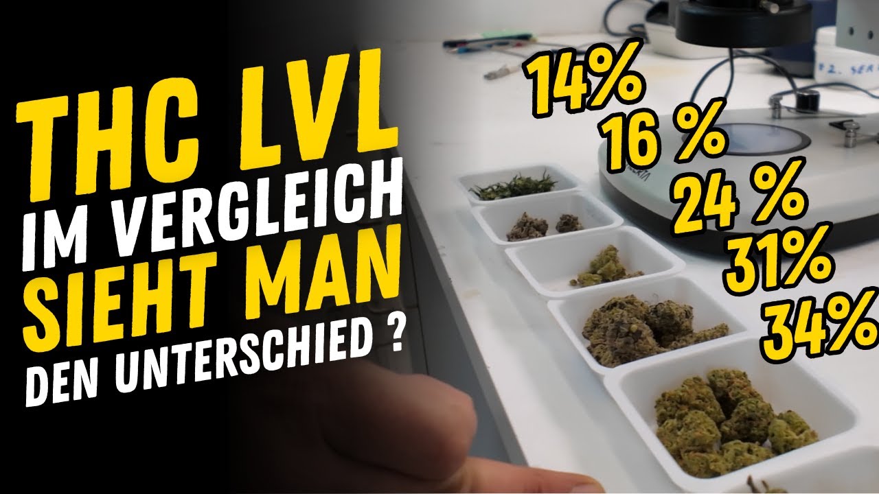 New THC record? / Avaay Super Citra G and Gossip Gun / Irradiated vs. non-irradiated flowers