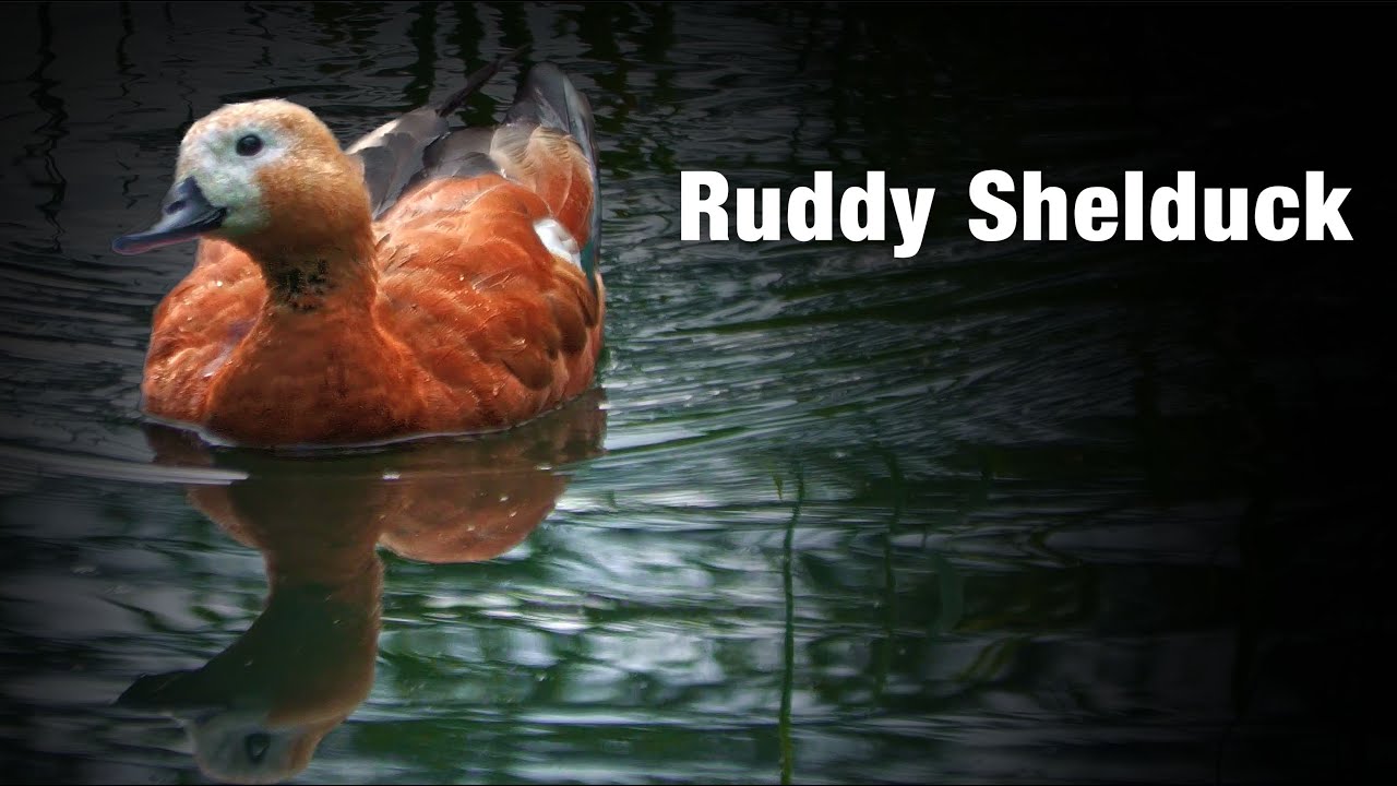 Ruddy Shelduck | Peaceful Cinematic Nature Film of a Beautiful Duck (Casarca)