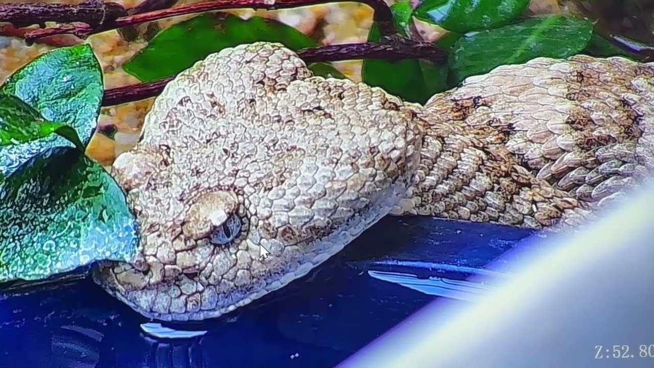 WINTER RAINSTORM DRINKING SOUTHWESTERN SPECKLED RATTLESNAKE CB getting a drink FEB 16 2026 3:45PM