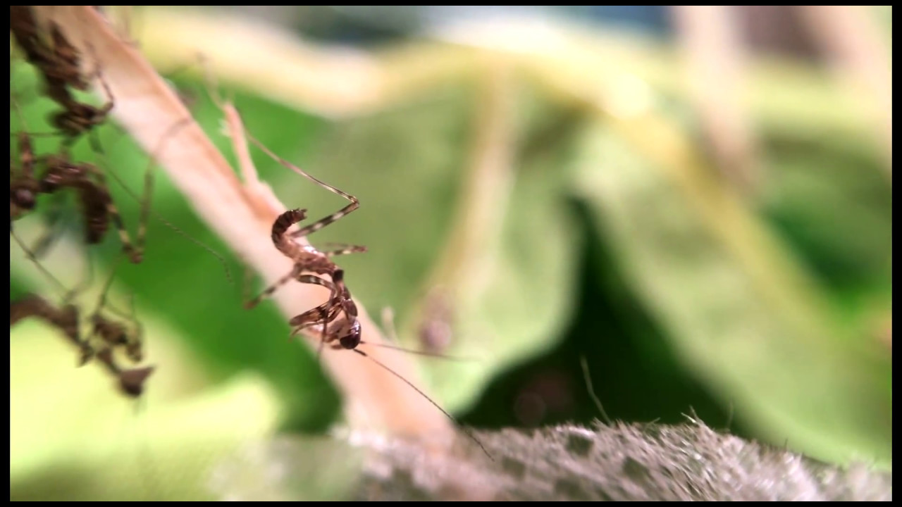 Miomantis paykullii (&auml;gyptische Gottesanbeterinnen) frisch geschl&uuml;pft