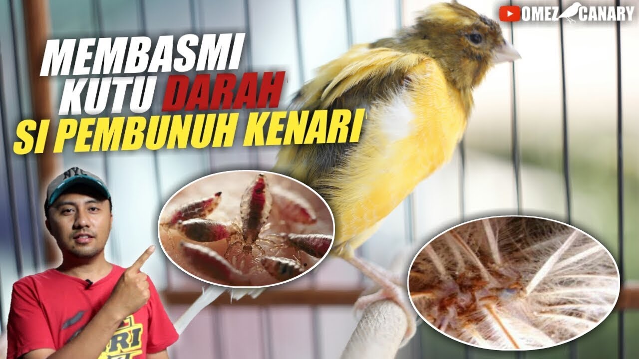 KUTU DARAH berbeda dari KUTU BULU! Cara mengobati kenari terserang kutu