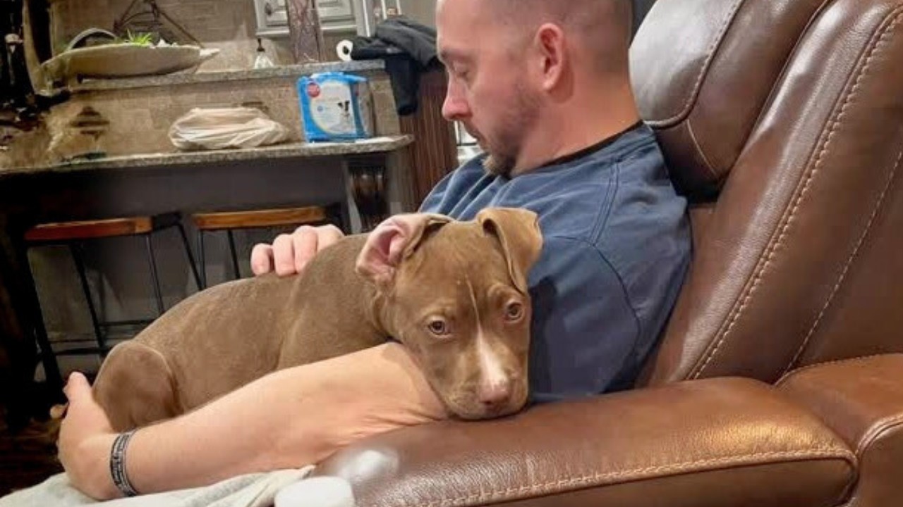 A Rescue Dog Waits Heartbroken at the Door Whenever Dad Leaves Home