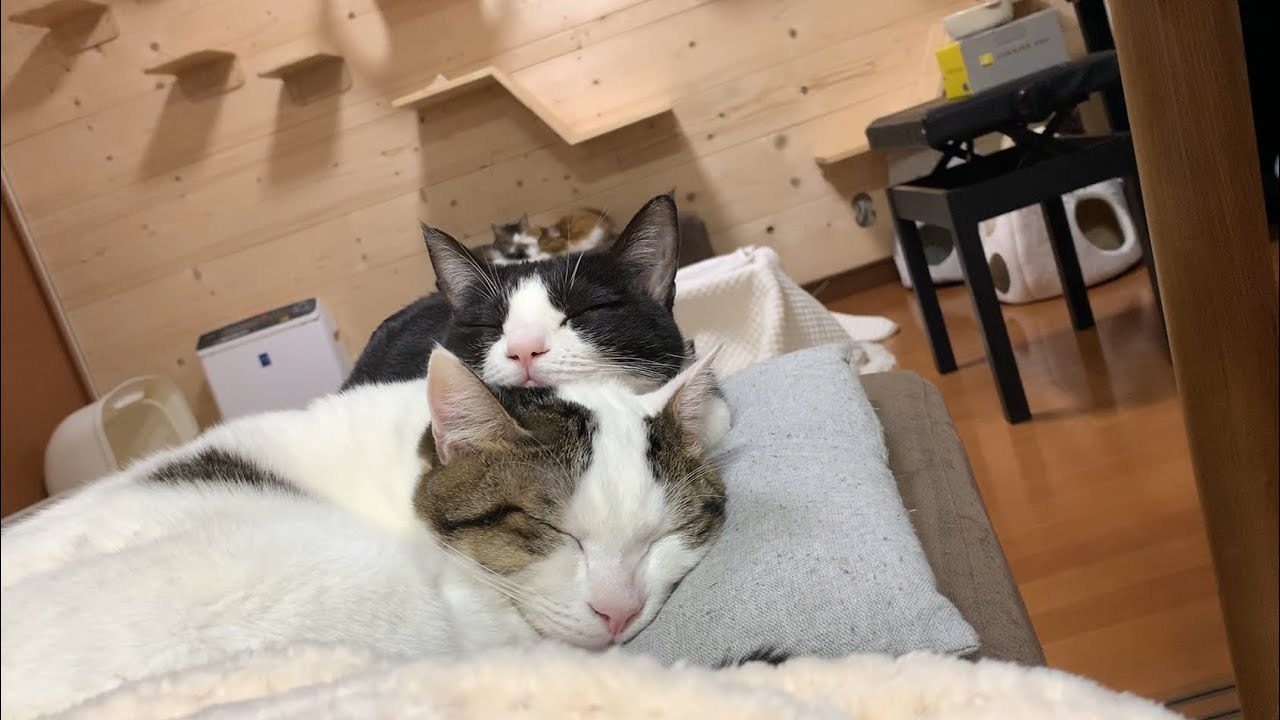 敷き布団になってあげる猫にほっこりする