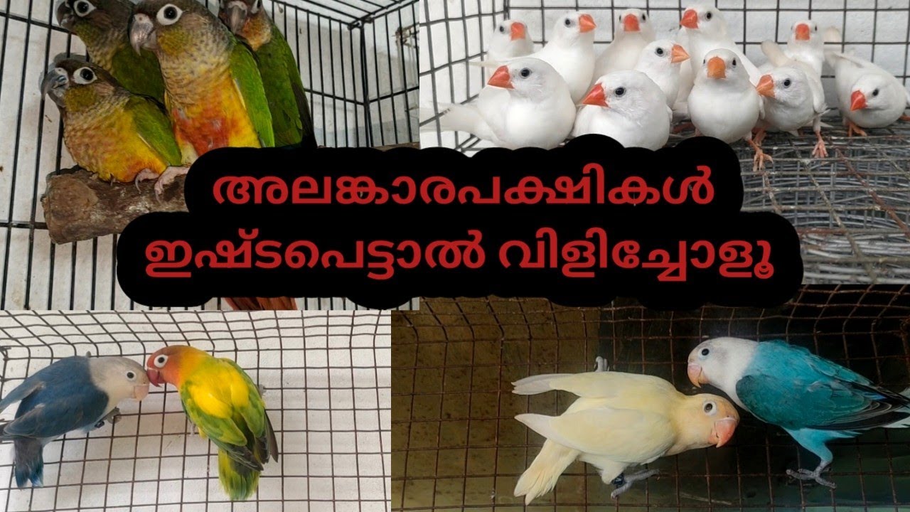 അലങ്കാരപക്ഷികൾ വളർത്താം 