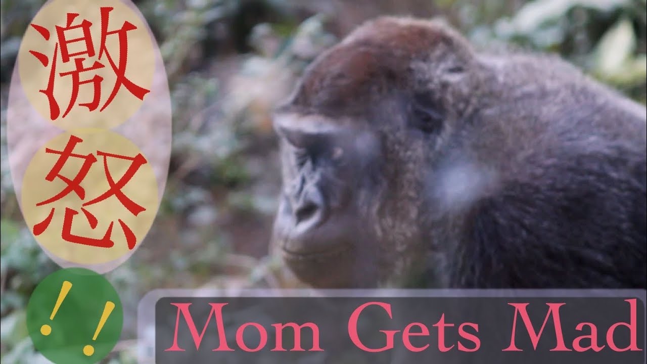 Gorilla Mom Gets Mad at Kyoto City Zoo.