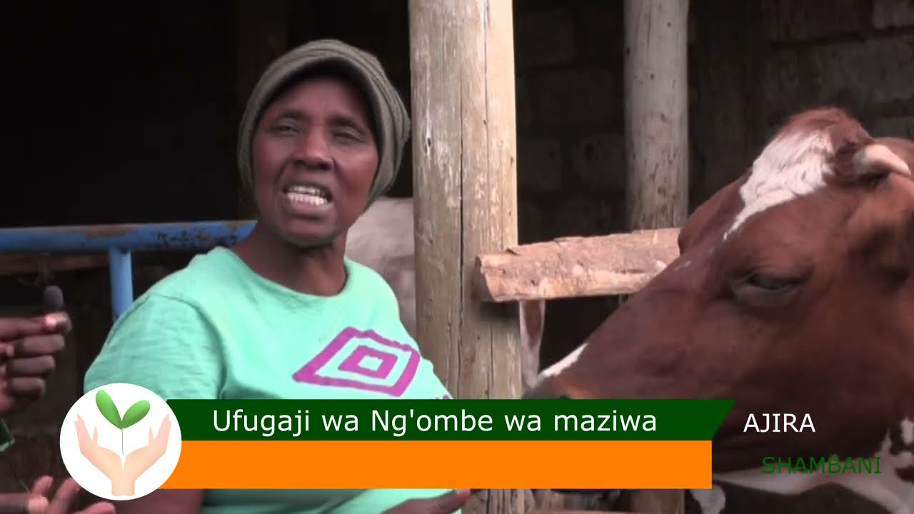 DAIRY FARMING IS WHAT EVERY FARMER SHOULD CONSIDER-DR LORNA
