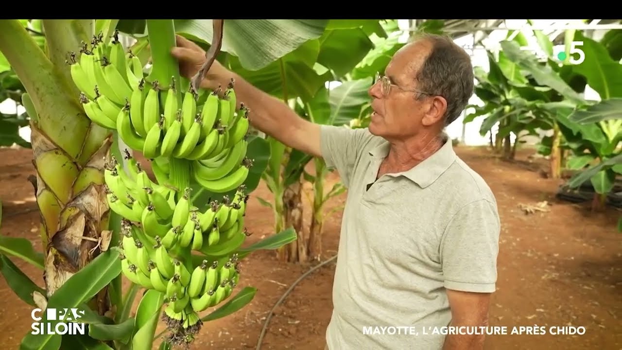 L'agriculture à Mayotte, post cyclone [replay - C pas si loin]
