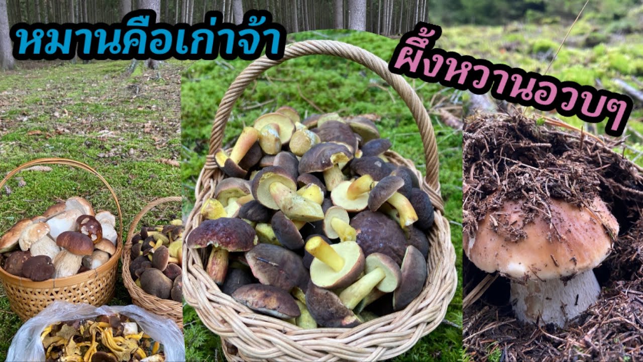 #ชีวิตในต่างแดน # เก็บเห็ด#ผึ้งหวาน บับกี้ เห็ดเกาลัด เห็ดขาไก่ งามๆหมานๆคือเก่าจ้า🍄‍🟫