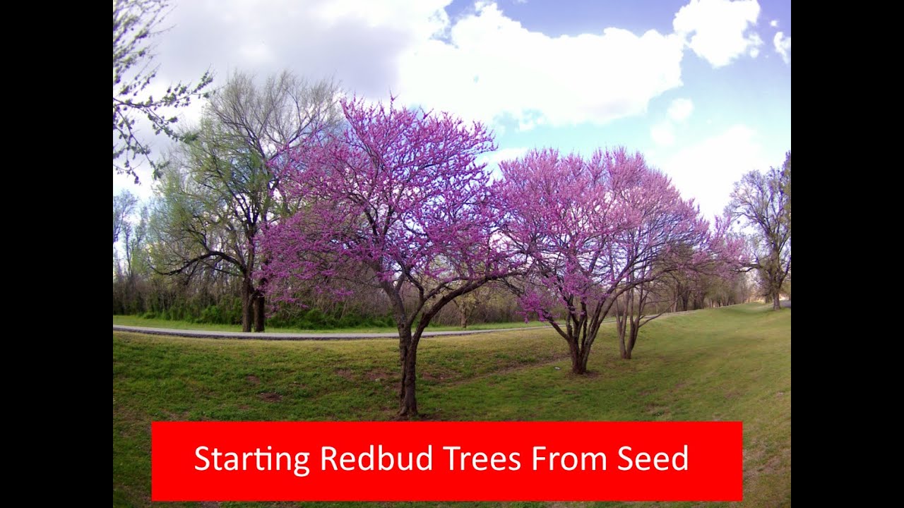 How to Start Redbud Trees From Seed