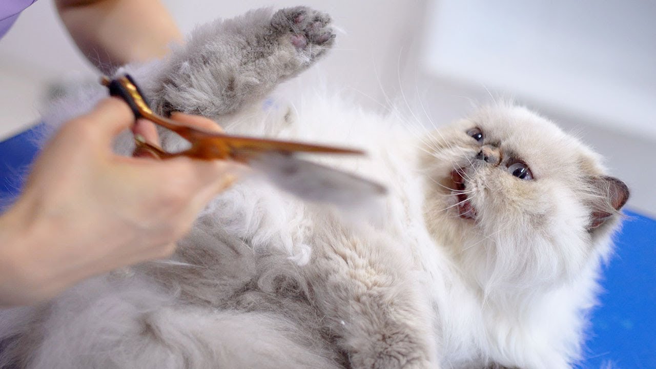 Милый и нежный кот немного злится!😻🛁✂️❤️