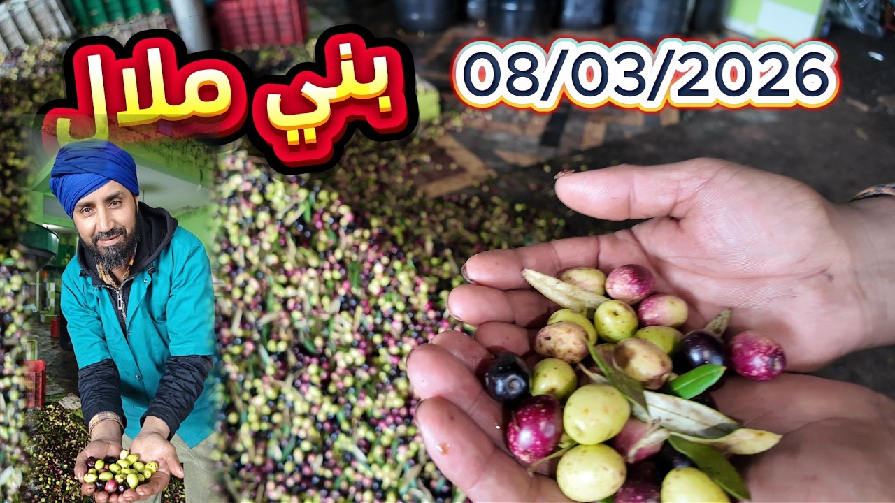 زيت الزيتون غير 35 الزيتون باقي اخضر من معصرة الإخوان بوعدود بني ملال 08/03/2026