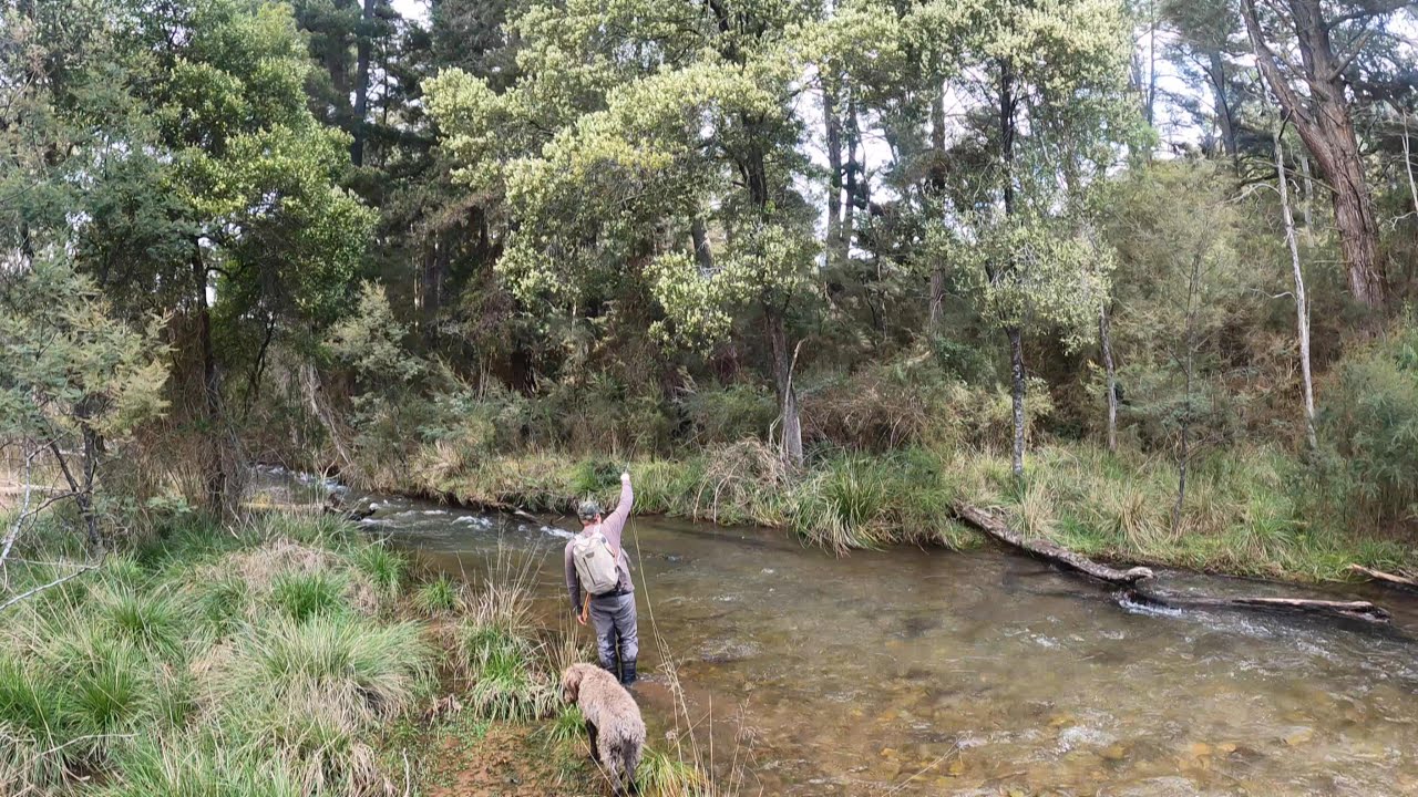 Victorian Trout Opening 2021- Fly fishing stream tour