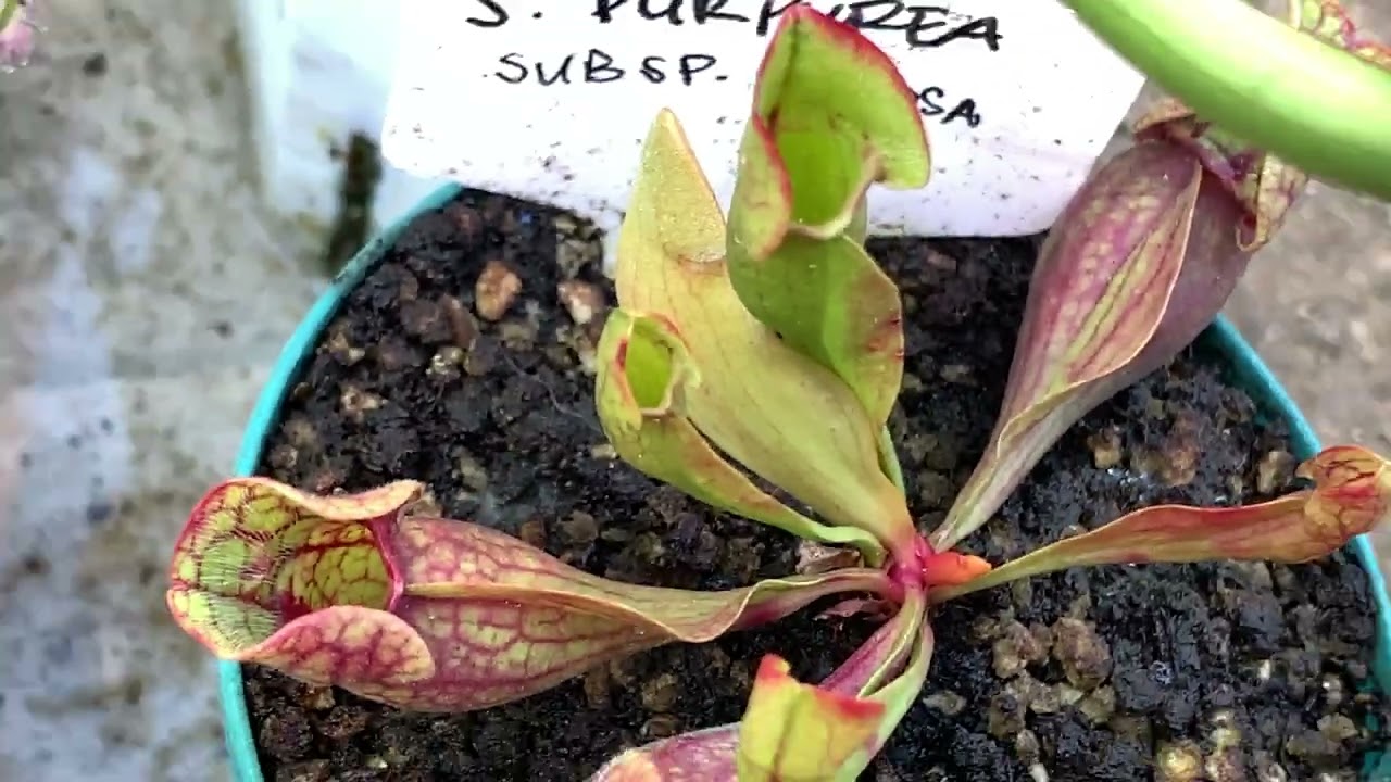 February 27, 2026 - General Plant Updates