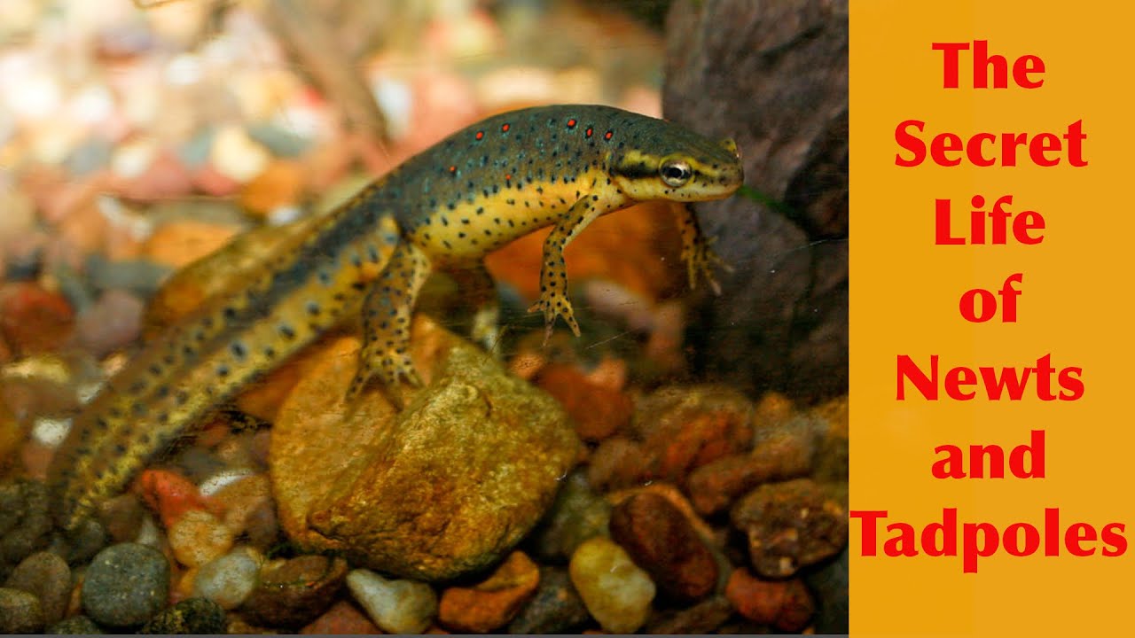 The Secret Life of Newts and Tadpoles - Featuring The Eastern Red Spotted Salamander