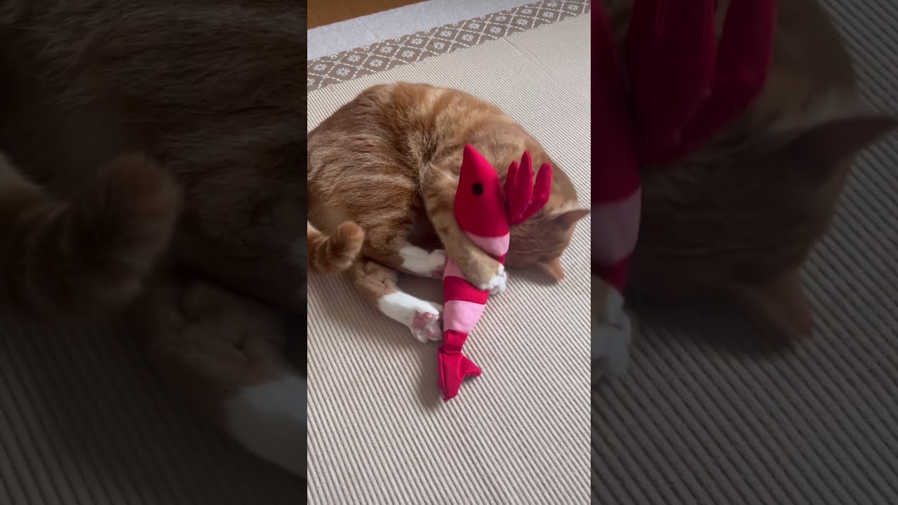 エビとの戦い🦐#猫 #cat #猫のいる暮らし #マンチカン#shorts