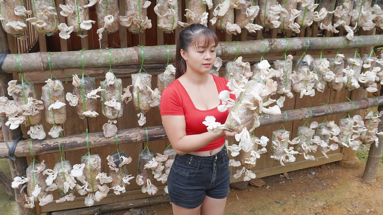 Harvesting Oyster Mushroom Goes to countryside market sell - Mushroom farm