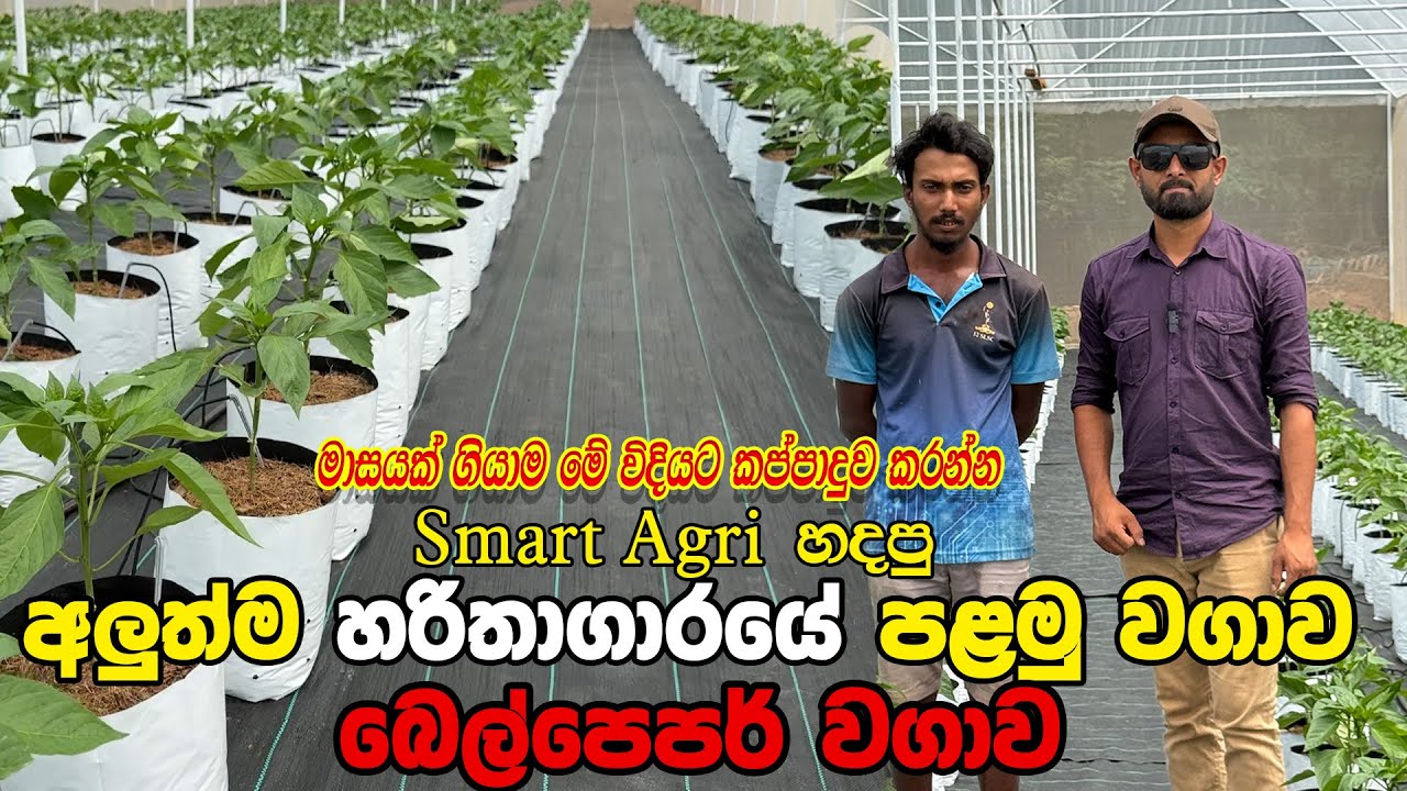 අලුතින්ම හදපු හරිතාගාරයේ මෙහෙමයි බෙල්පෙපර් හදන්න ඕන | Smart Agri | @smartagri8644 | 0769808008
