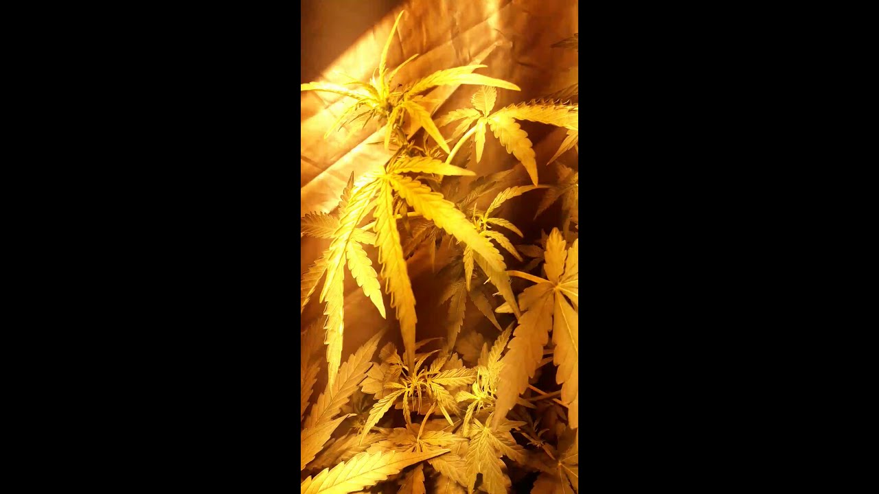 Seguimiento N&deg; 3 Tangie Matic OTRO VIDEITO #FastBuds