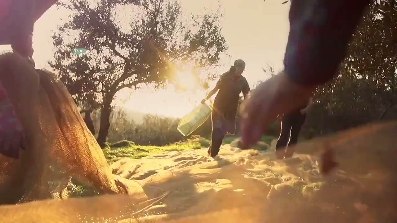 Gregor Lisjak olive oil