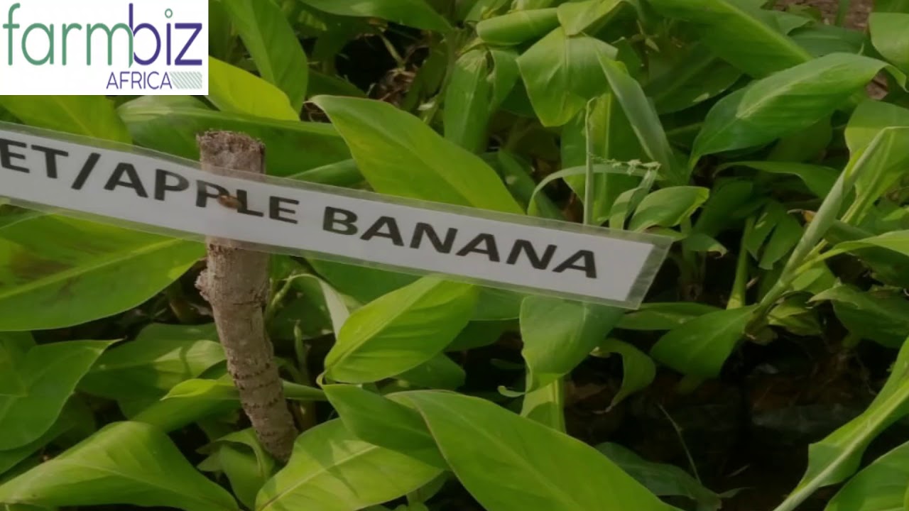 Kisumu farmer earns Sh60,000 a month from  tree nursery seedlings