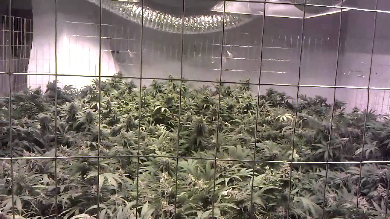 Afghooey 4000 Watt Flower Room Day 42