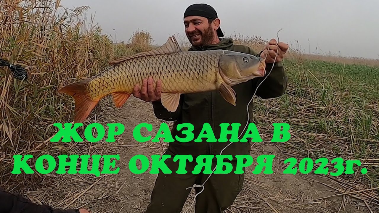 ЖОР САЗАНА В КОНЦЕ ОКТЯБРЯ 2023г.