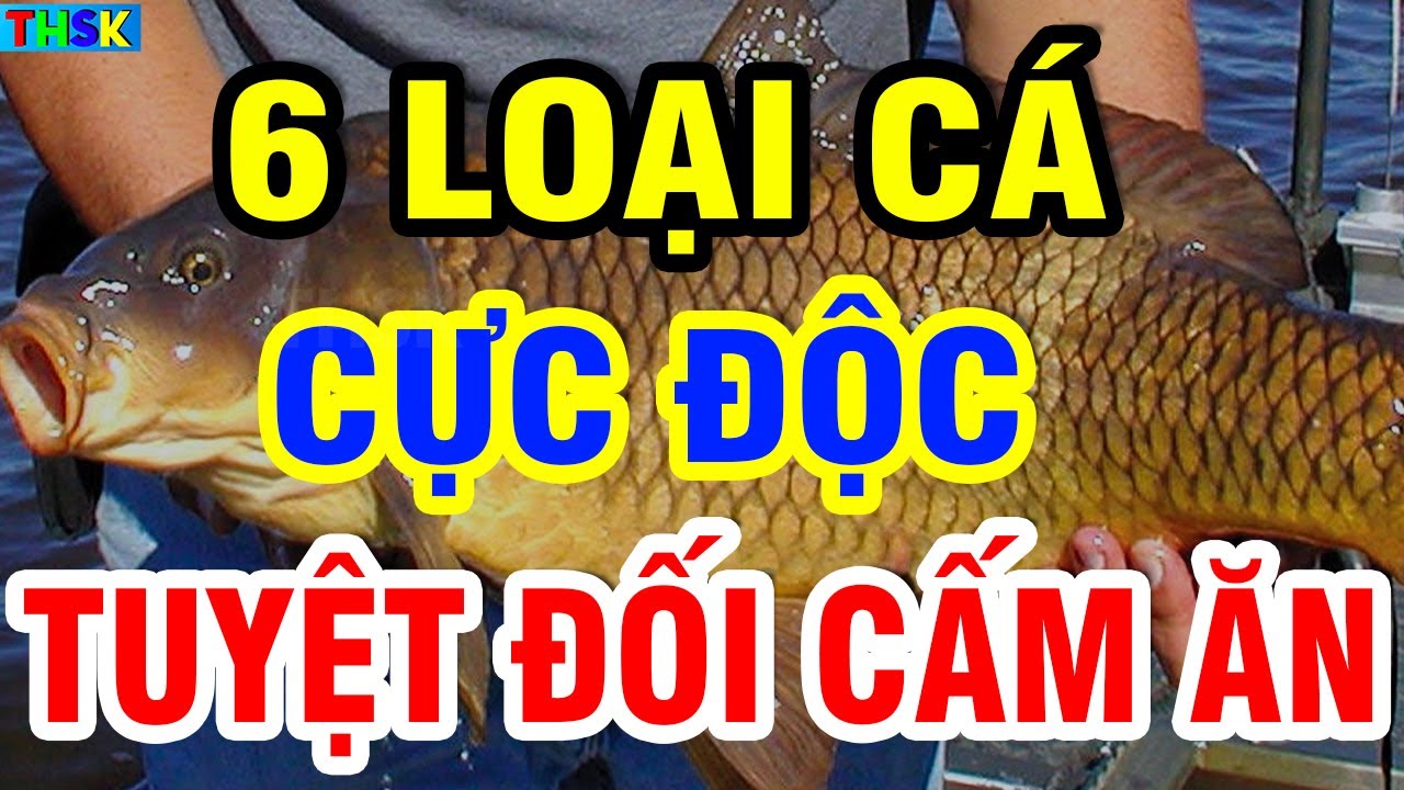 Bác Sĩ Xương Khớp Cảnh Báo 6 LOẠI CÁ CẤM ĐỂ TỦ LẠNH Kẻo Sinh Độc Tố, CHÂN YẾU TỪNG NGÀY