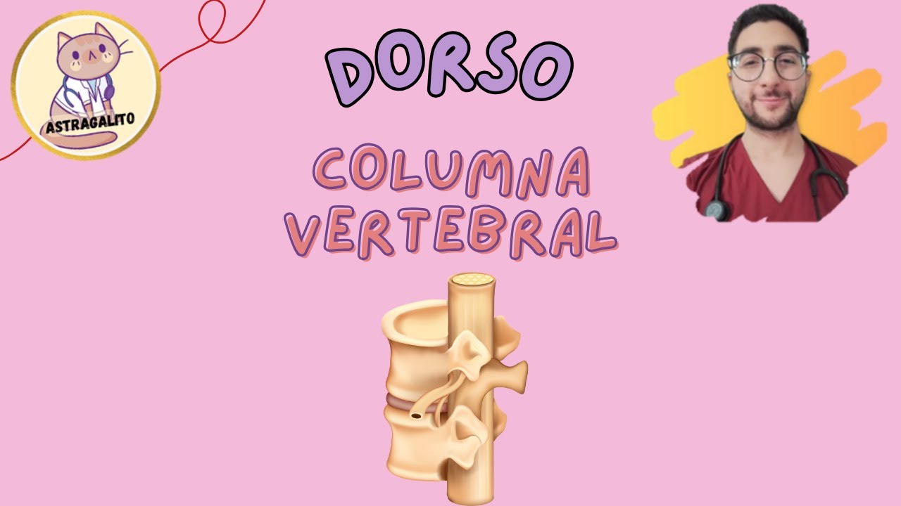 COLUMNA VERTEBRAL, IRRIGACIÓN E INERVACIÓN DEL DORSO ANATOMÍA - UBA