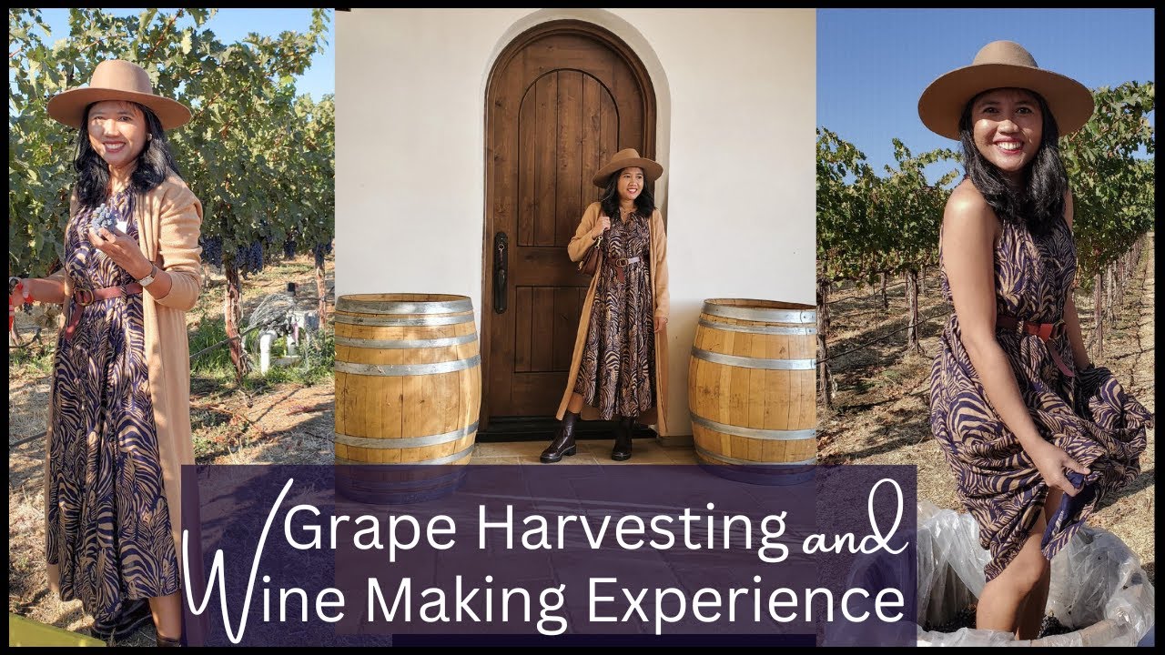 Grape Harvesting/Wine Making Process - Fruit Picking- Grape Picking Experience Great Bear Vineyard