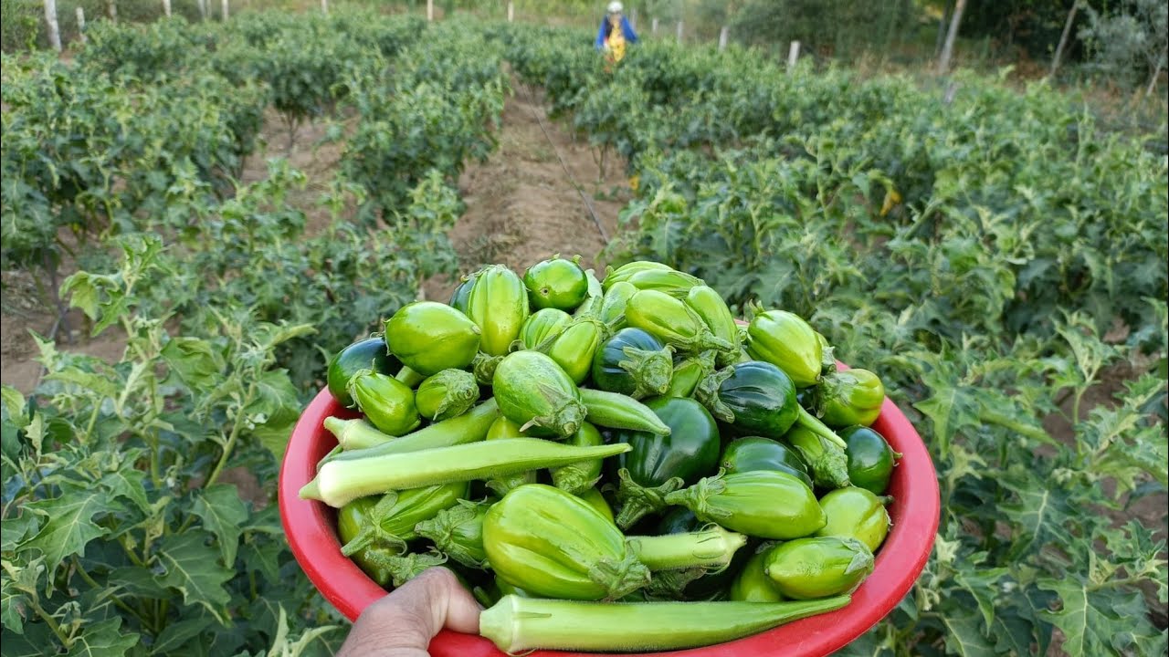 Por quê meu pé de jiló não dá frutos? Atenção!! Você pode estar a plantar a qualidade errada