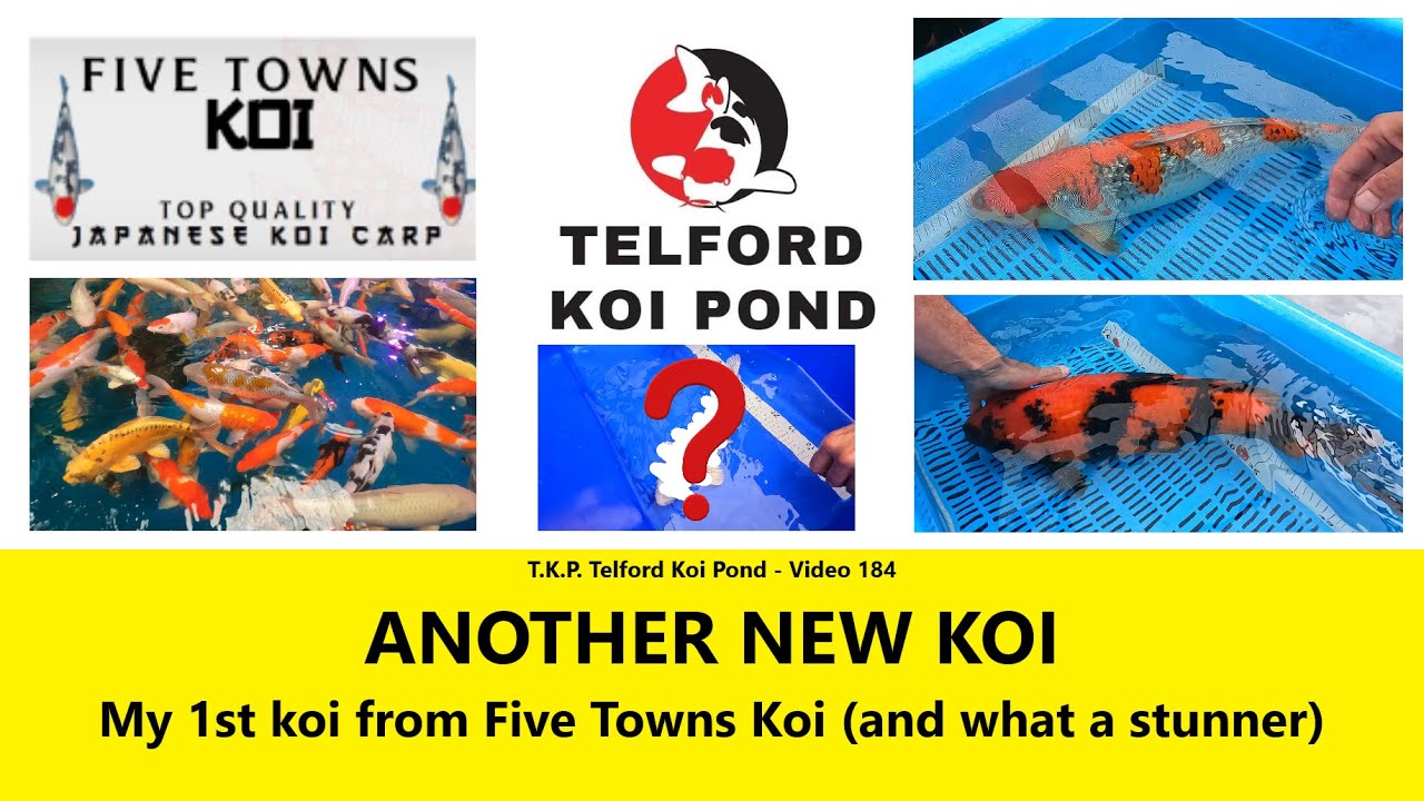 T.K.P. Telford Koi Pond - Video 184 - ANOTHER NEW KOI – My 1st koi from Five Towns Koi #koi #koifish