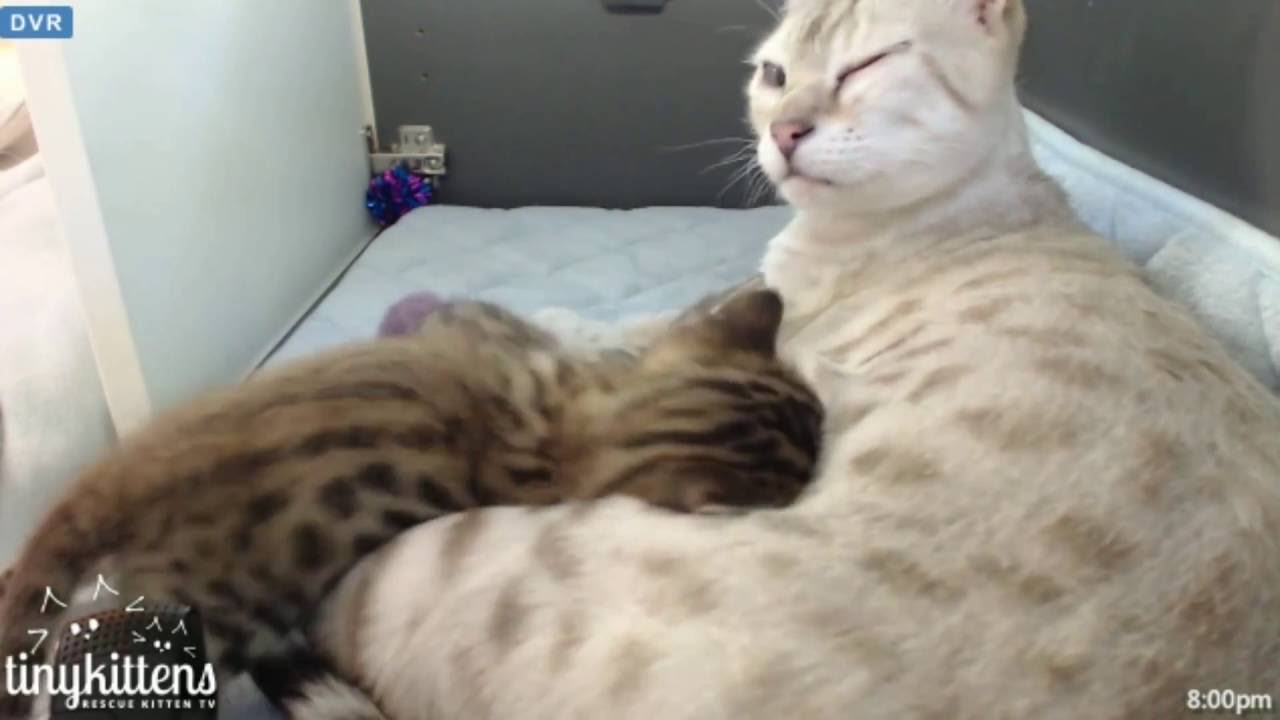 Tiny Kittens Couple clips of Felicity being a very playful mama