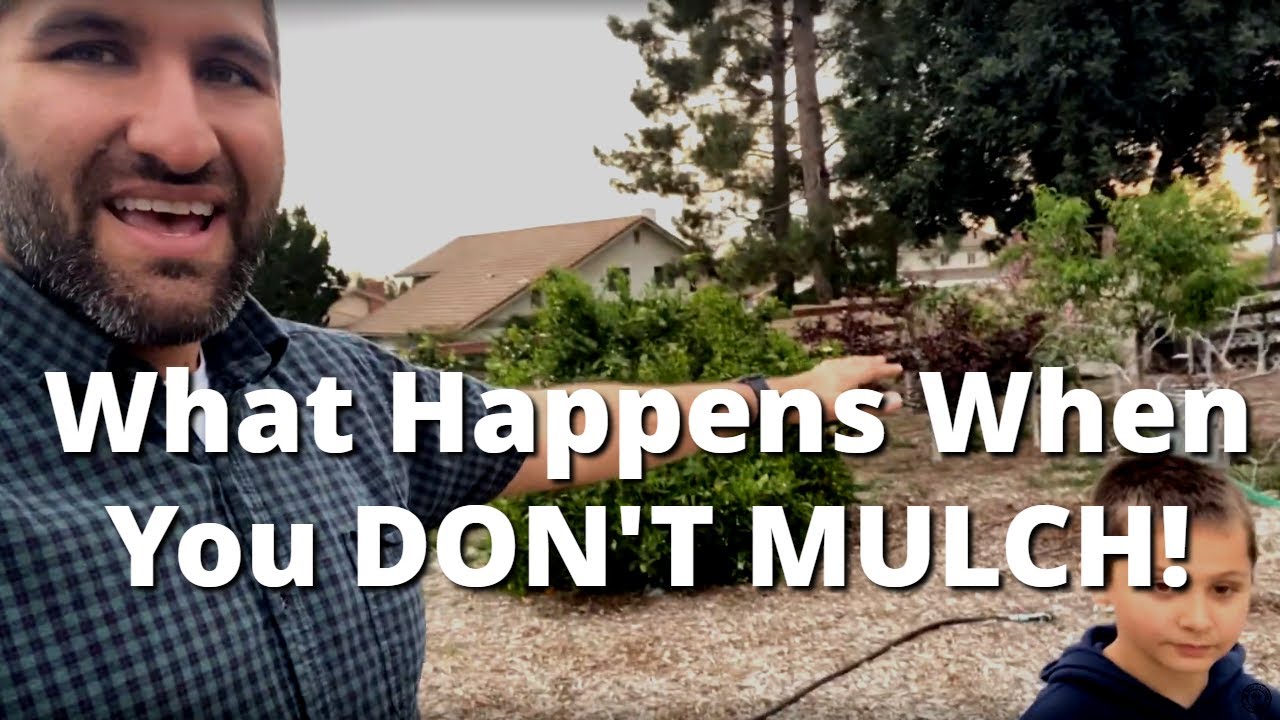 See What Happens When You DON'T Mulch Your Trees! 😭  | Mulch Vs. No Mulch Comparison