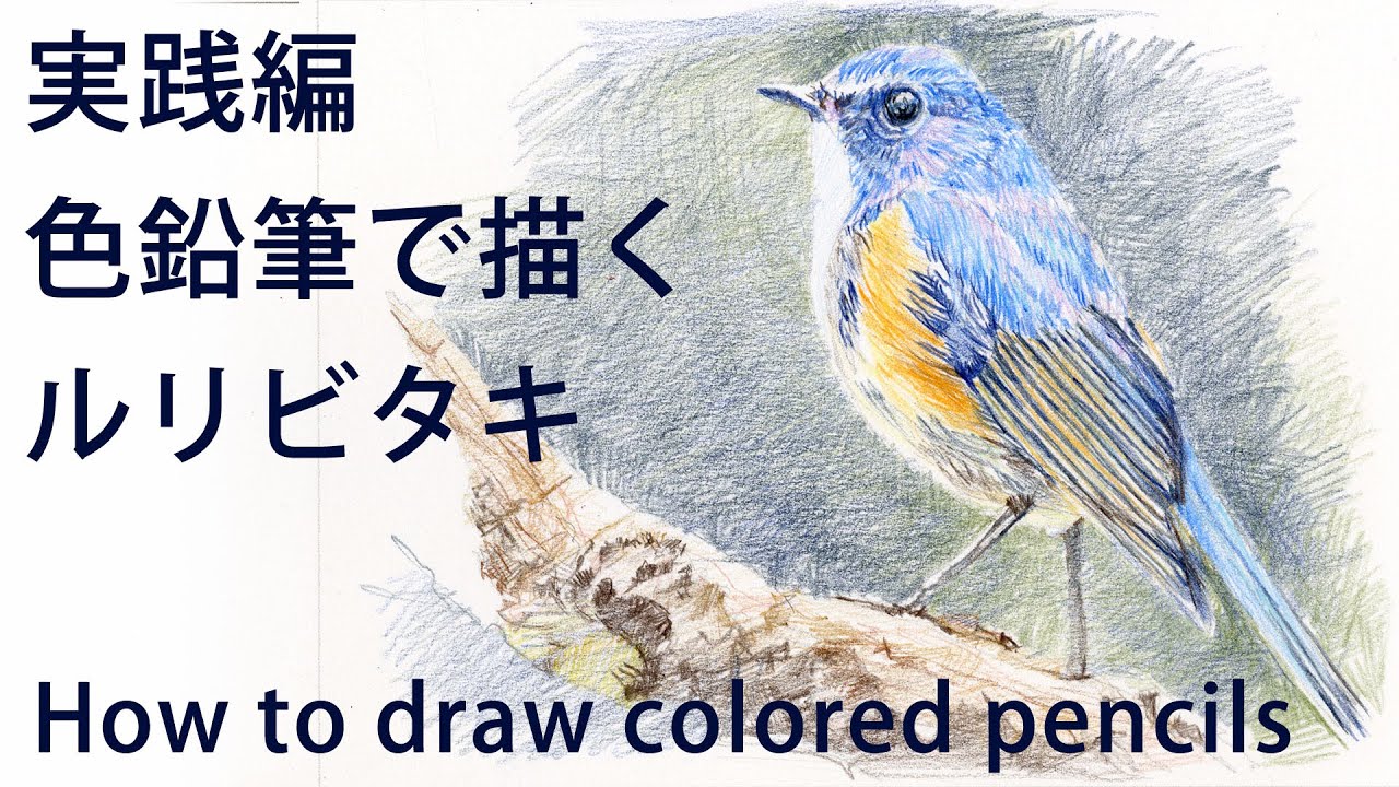 【色鉛筆画】ルリビタキを描く、簡単レクチャー付き！Draw a bird with colored pencils