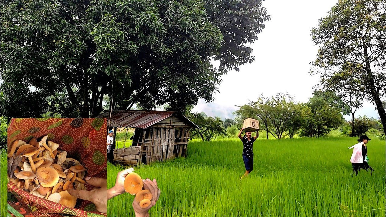 Exploring Mima paddy flelds | Foraging edible mushrooms🍄🍄  | Naga village life | Northeast India