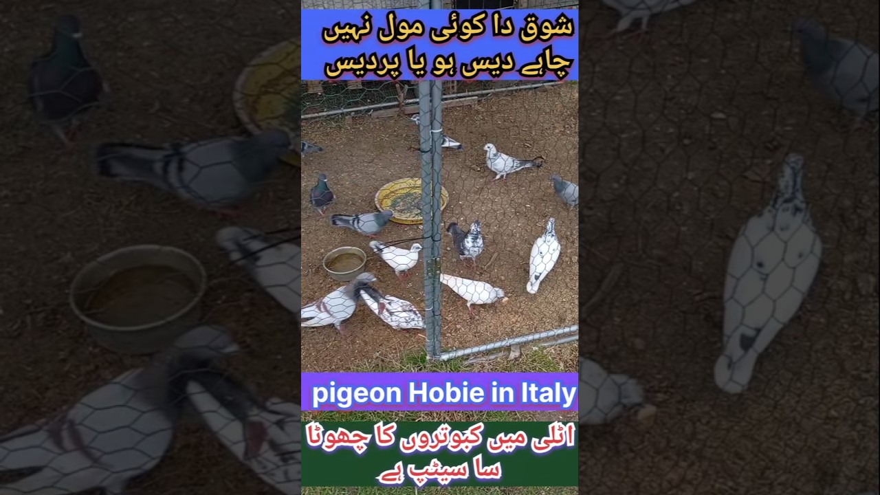 pigeon Hobie in Italy