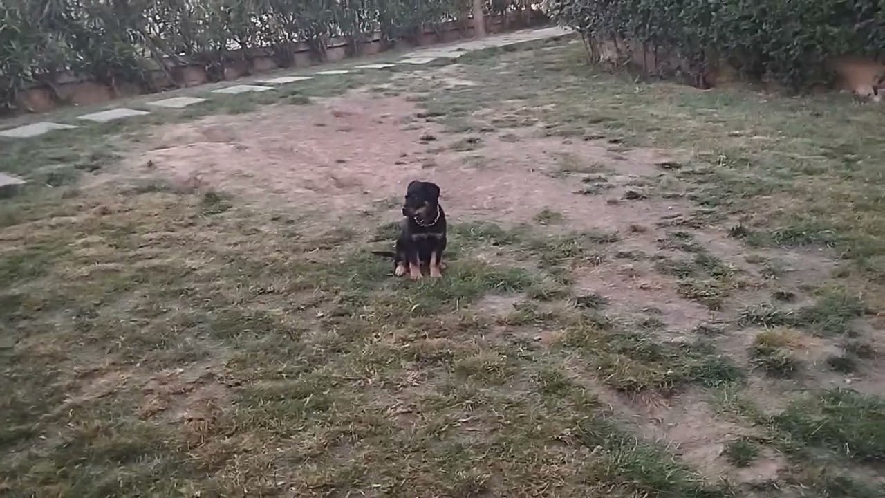 Köpekler de Tuvalet eğitimi. Dışarıya Alıştırma.  #köpek #rottweiler  #dog  #köpekeğitim  #puppy