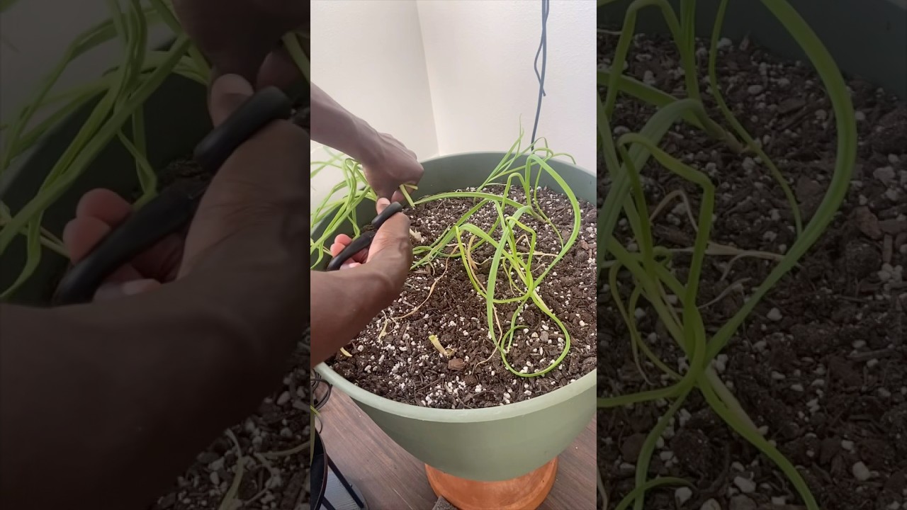 Garlic green harvest 🌱 #horticulturelife #houseplants #garden #plantsofyoutube #plant #horticulture