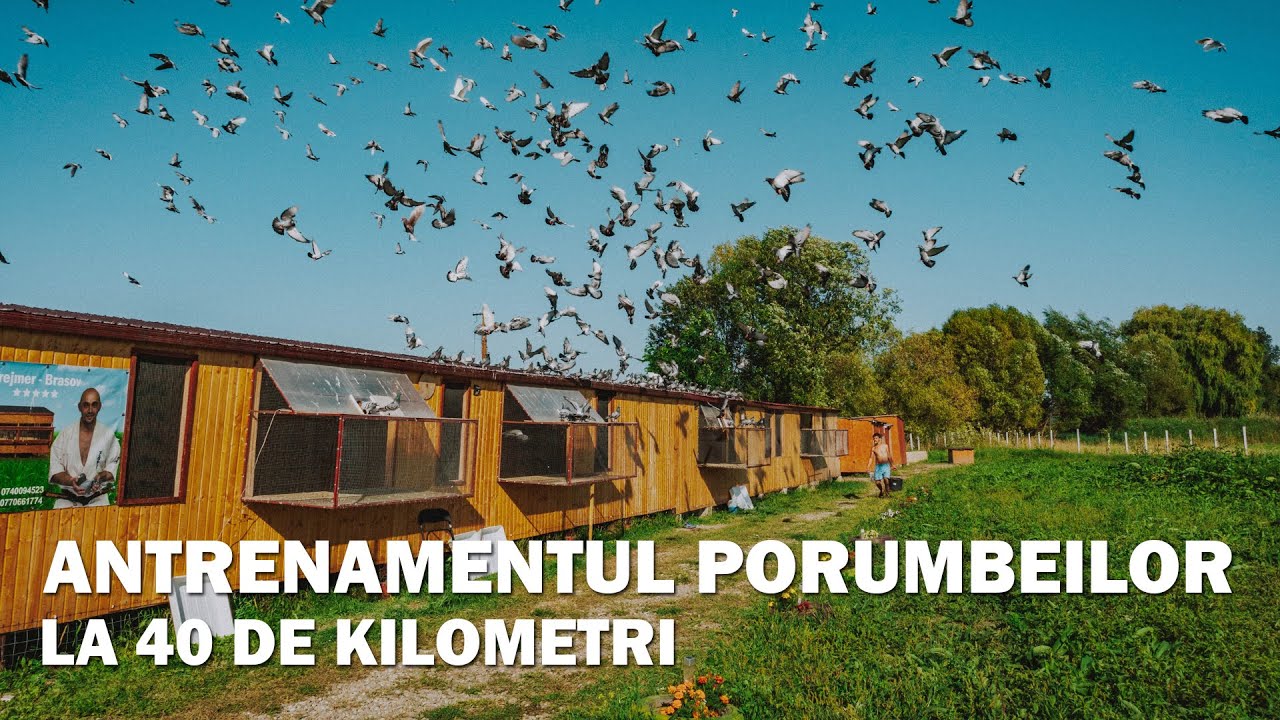 Antrenamentele Porumbeilor La 40 De Kilometri