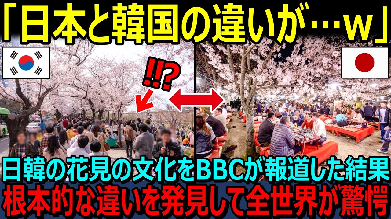 【海外の反応】「日本の桜は世界遺産級だ！！」英国BBCが日本と韓国の花見を緊急報道したところ、日韓で大きな違いを発見し驚愕！「同じアジアでこんなにも違うのか！！」