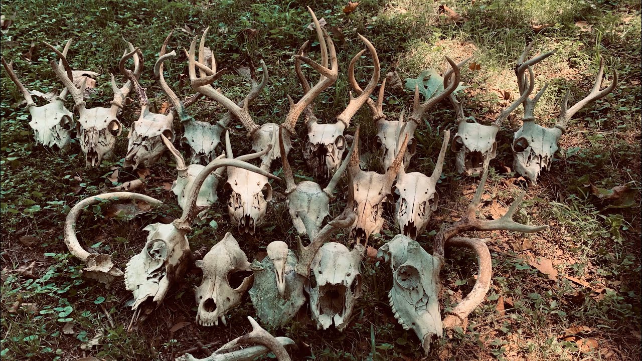 “Deadheads Everywhere On Hornhill, Deadhead & Arrowhead Hunting North Georgia” 🏹🦌