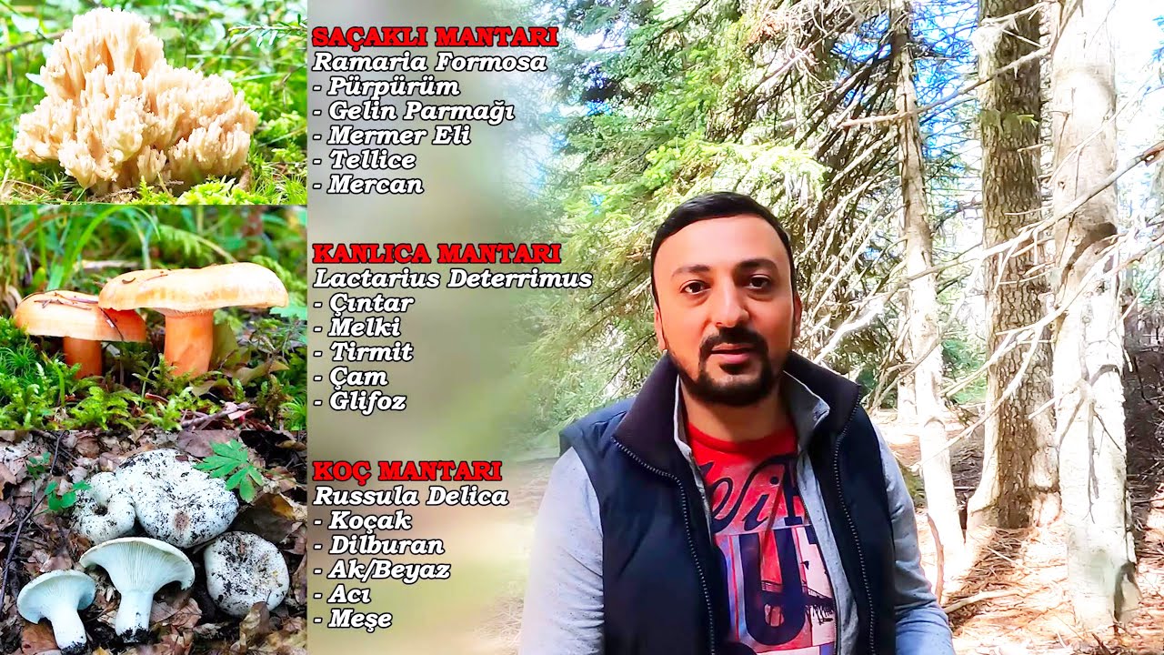 ILGAZ DAĞLARINDA MANTAR AVI – 102 KG Mantar Topladık – Saçaklı, Kanlıca, Koç, Tellice, Çıntar, Koçak