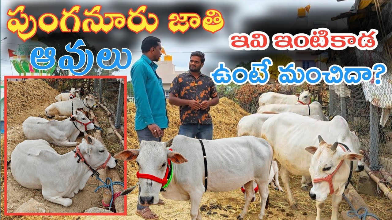 నిజమైన పుంగనూరు ఆవులను ఎలా గుర్తించాలి 💥 Punganur Cow Breeds 🔥ఎందుకు ఈ ఆవులు ధర ఎక్కువ పలుకుతున్నాయి