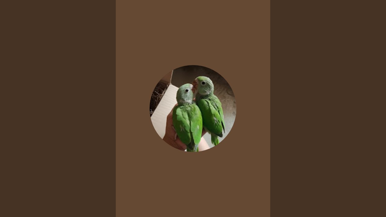 Parrot talking 🦜 | Green parrot talking #viralyoutubeshorts