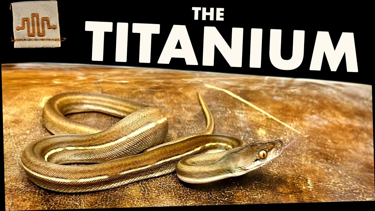 Morph Spotlight | Сеточки TITANIUM!
