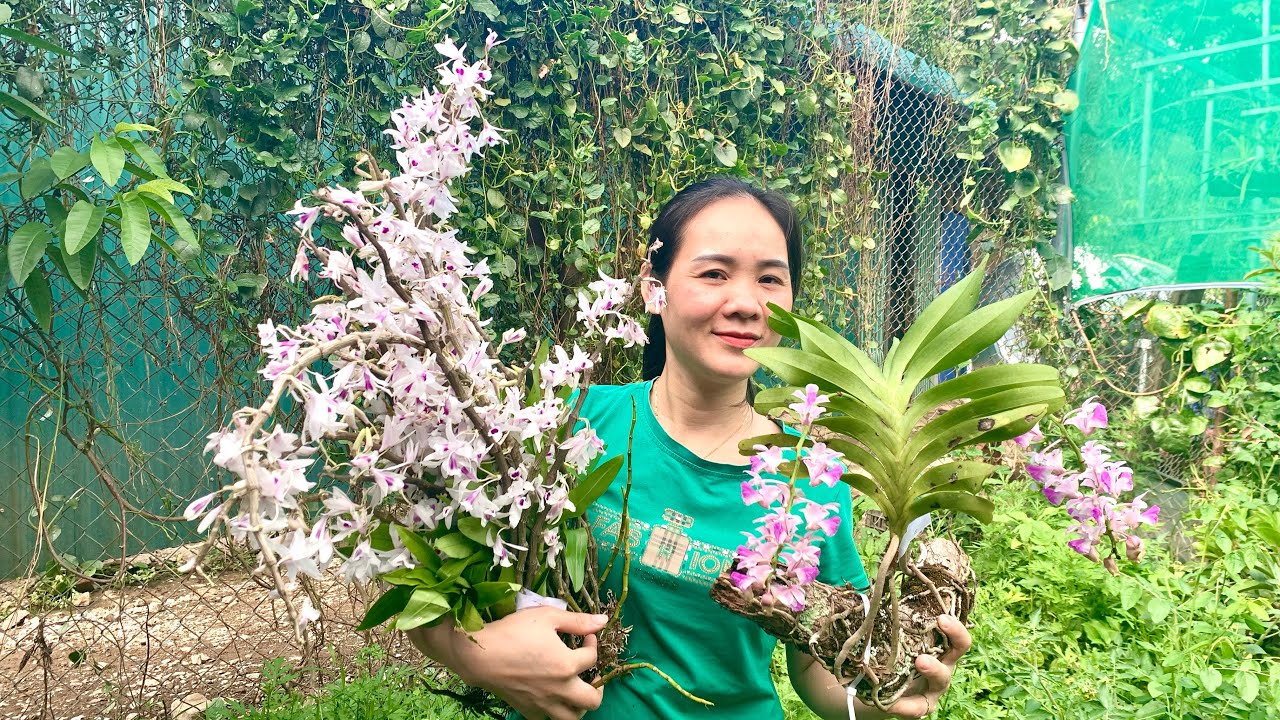 26/1/2026 EM NGỌC LAI CHÂU BÁN LAN RỪNG 0975 999 767  || PHONG LAN RỪNG